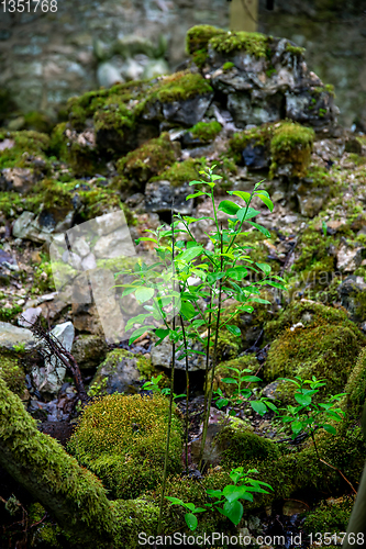 Image of Plants in the forest between the stones.