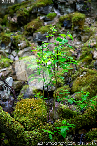 Image of Plants in the forest between the stones.