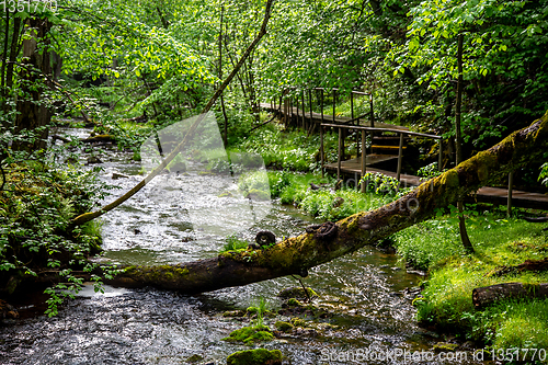 Image of Forest with river, fallen tree and bridge.