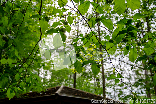 Image of Unripe hazelnuts are growing on the tree