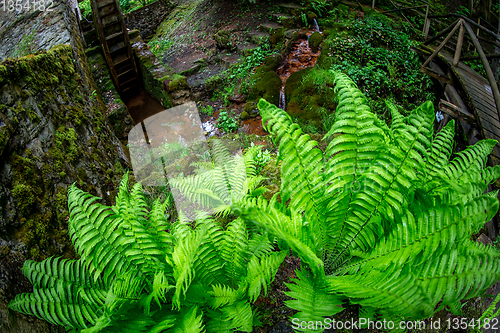 Image of Ferns, bridge and mill in the old park