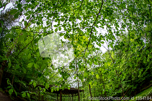 Image of Green leaves in forest park, Latvia