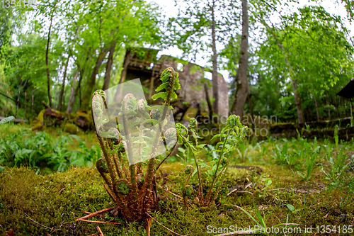 Image of Ferns and ruins of old mill