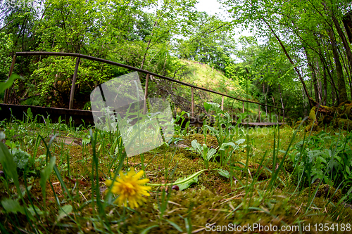 Image of Forest with wooden bridge in Latvia. 