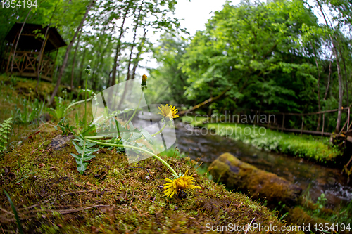 Image of Dandelions on coast of forest river