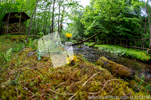 Image of Dandelions on coast of forest river