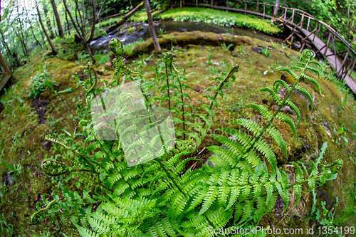 Image of Closeup of ferns in the moss covered forest