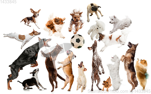 Image of Creative collage of different breeds of dogs on white background