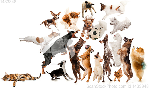 Image of Creative collage of different breeds of dogs on white background