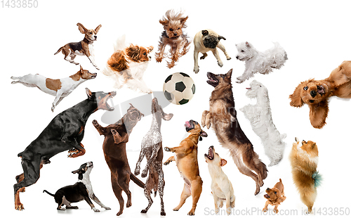 Image of Creative collage of different breeds of dogs on white background