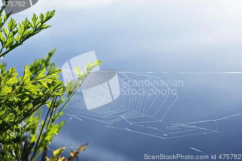 Image of Spider´s web