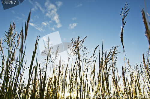 Image of Weeds against the sky