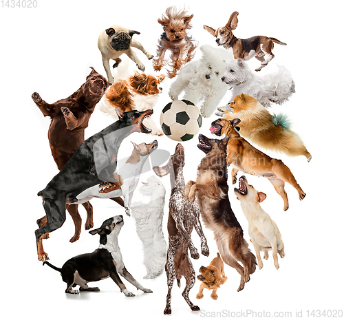Image of Creative collage of different breeds of dogs on white background