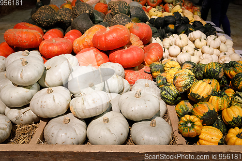 Image of Autumn harvested pumpkins