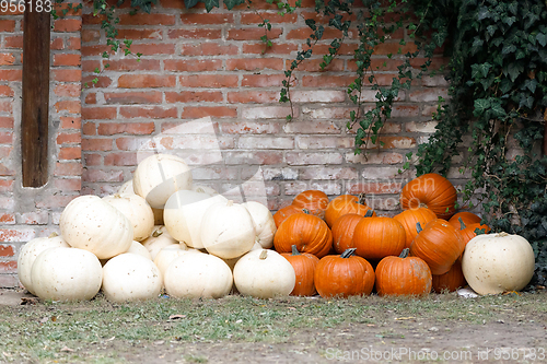 Image of Autumn harvested pumpkins