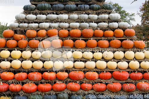 Image of Autumn harvested pumpkins background