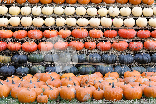 Image of Autumn harvested pumpkins background