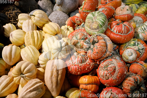 Image of Autumn harvested pumpkins