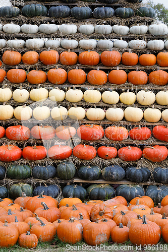 Image of Autumn harvested pumpkins background