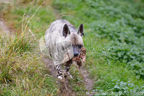 Image of Striped hyena (Hyaena hyaena)