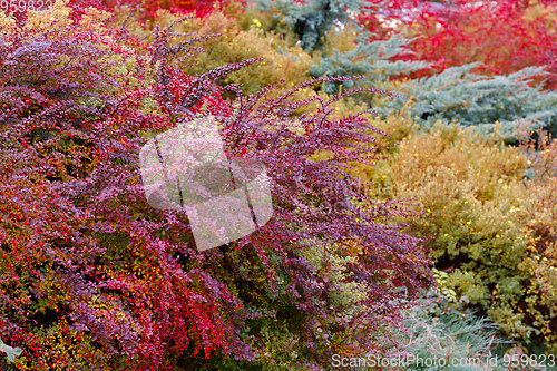 Image of autumn colors composition in garden