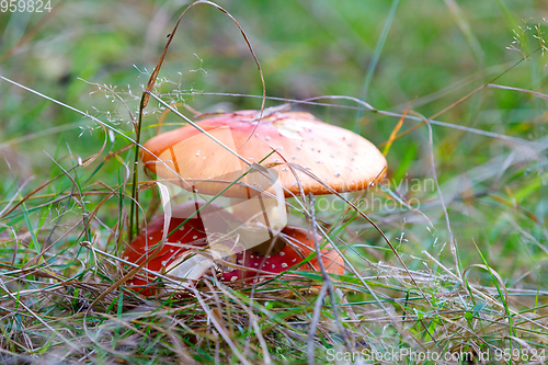 Image of fly agaric or fly amanita muschroom