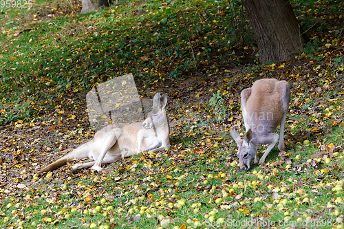 Image of Red kangaroo, Megaleia rufa with baby in bag