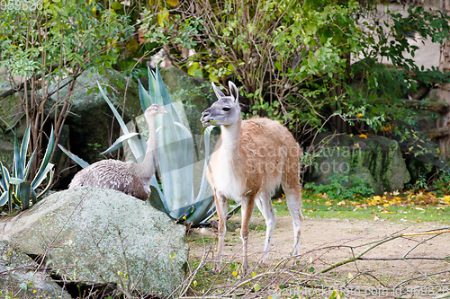 Image of guanaco (Lama guanicoe) with greater rhea