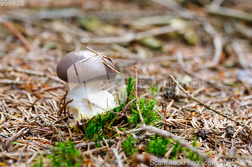 Image of brown and white mushroom in forest