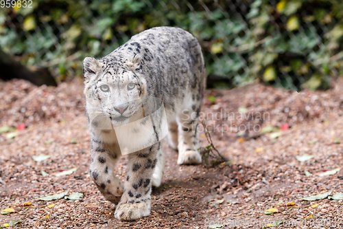 Image of beautiful cat snow leopard, (Uncia uncia)