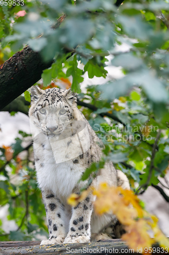 Image of beautiful cat snow leopard, (Uncia uncia)