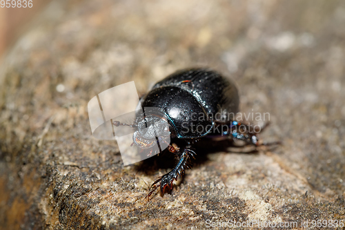 Image of dor beetle at pine forest, macro