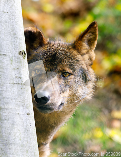 Image of Iberian wolf (Canis lupus signatus)