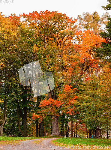 Image of Autumn in park with yellow and orange leaves