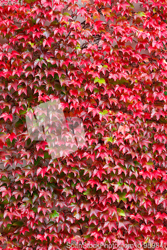 Image of fall autumn background with red leaves for backdrop
