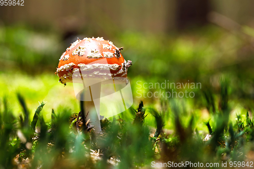 Image of fly agaric or fly amanita muschroom