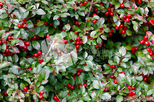 Image of autumn berries red gaultheria