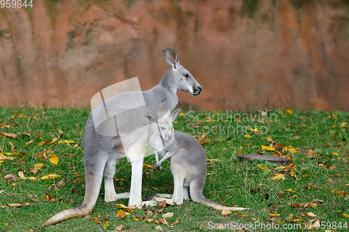 Image of Red kangaroo, Megaleia rufa with baby