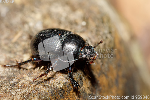 Image of dor beetle at pine forest, macro