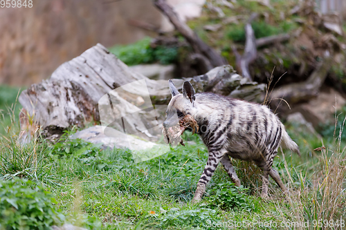 Image of Striped hyena (Hyaena hyaena)