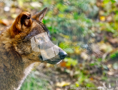 Image of Iberian wolf (Canis lupus signatus)