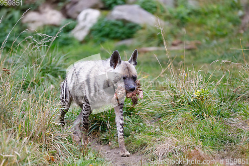 Image of Striped hyena (Hyaena hyaena)