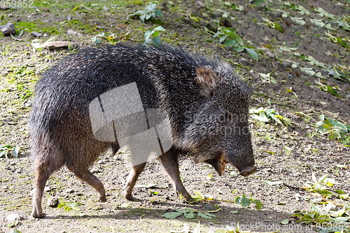 Image of nise pig Chacoan peccary, Catagonus wagneri