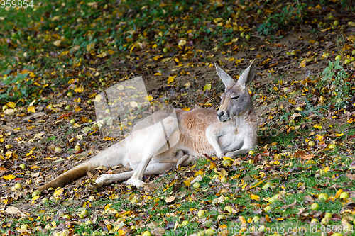 Image of Red kangaroo, Megaleia rufa with baby in bag