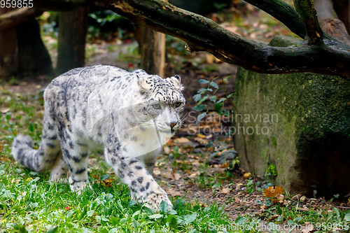 Image of beautiful cat snow leopard, (Uncia uncia)