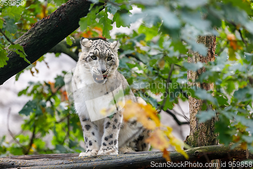 Image of beautiful cat snow leopard, (Uncia uncia)