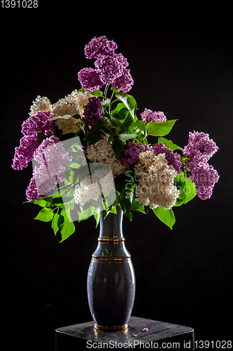 Image of Lilac in vase on the black background