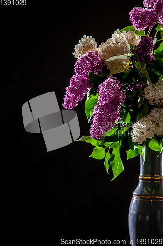 Image of Lilac in vase on the black background