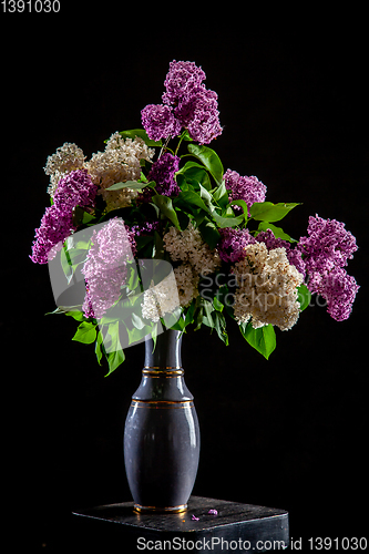 Image of Lilac in vase on the black background