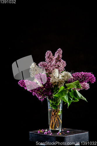 Image of Lilac in vase on the black background